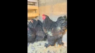 4 جاجات وديك براهما بلجيكى للبيع